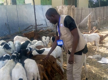 Helping Vulnerable Communities Rebuild Livelihood through Livestock Production
