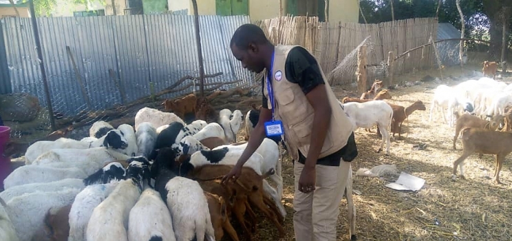Helping Vulnerable Communities Rebuild Livelihood through Livestock Production